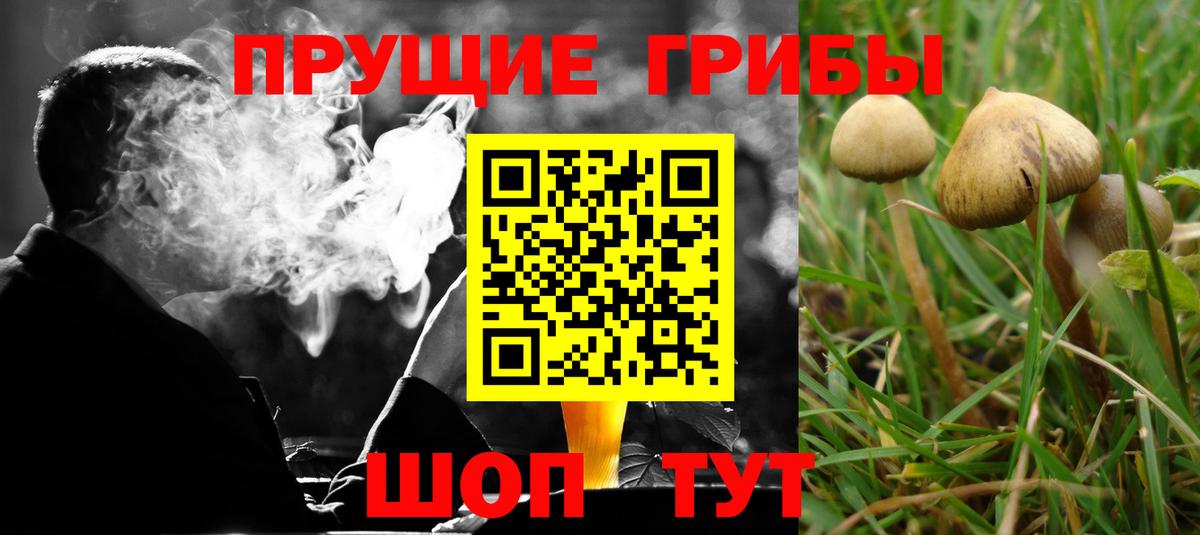 Псилоцибиновые грибы ЛСД  Вход с VPN  Галлюциногенные грибы Psilocybine cubensis  Богданович 